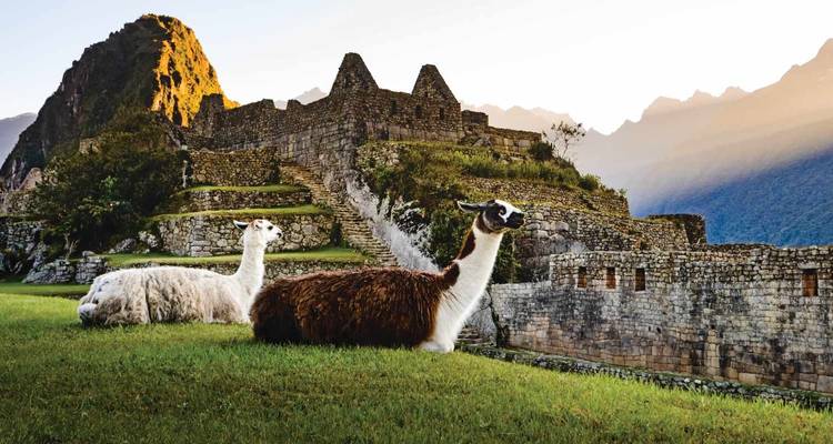 Two llamas resting on green terraces with the ancient stone ruins of Machu Picchu and misty mountains at sunrise