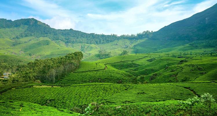 Majestic Munnar Getaway from Madurai - Agora Voyages OPC Pvt Ltd 4