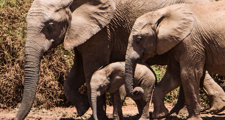 Awesome Kruger National Park & Panorama Route Safari South Africa - Amatungulu Tour 3