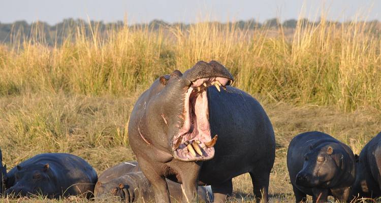 Awesome Kruger National Park & Panorama Route Safari South Africa - Amatungulu Tour 4