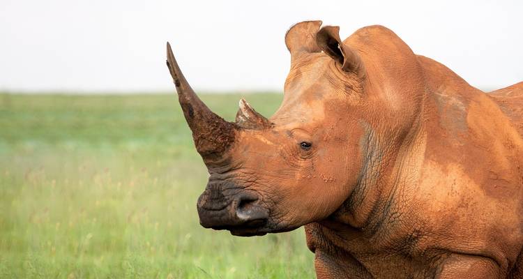 Awesome Kruger National Park & Panorama Route Safari South Africa - Amatungulu Tour 8