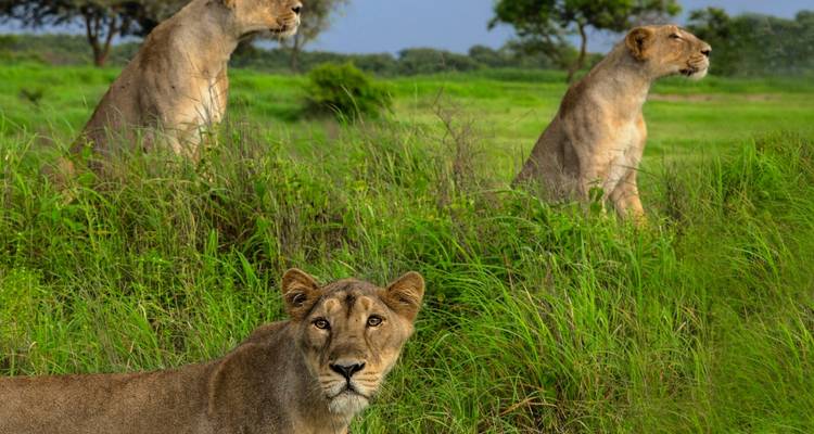 Gujarat Treasures: A Journey through History, Wildlife, and Coastal Serenity - Agora Voyages OPC Pvt Ltd 7