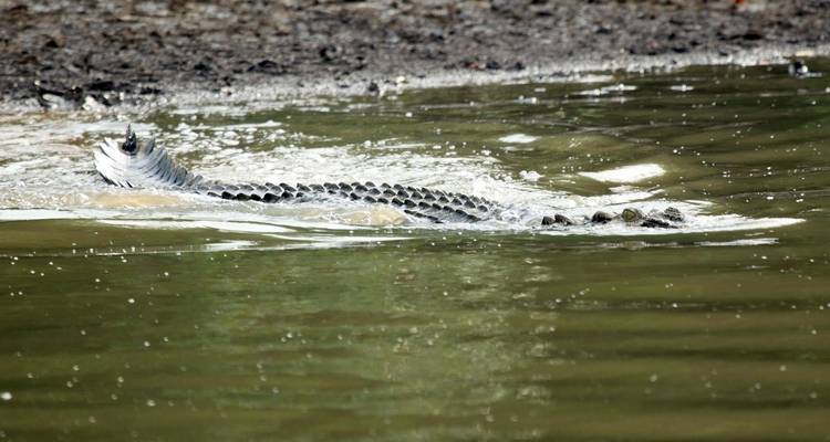 Wilds of Odisha: Mangrove Forests to Tiger Reserves - Agora Voyages OPC Pvt Ltd 2
