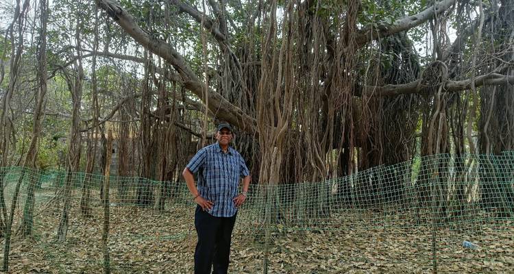 Hombre parado bajo un gran árbol de baniano.