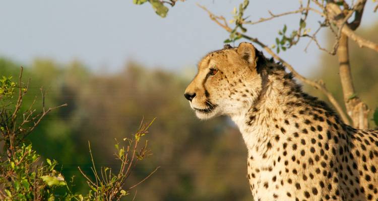 Pilanesberg Wildlife Safari - Amatungulu Tour 4