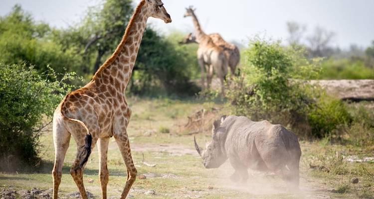 Pilanesberg Wildlife Safari - Amatungulu Tour 7