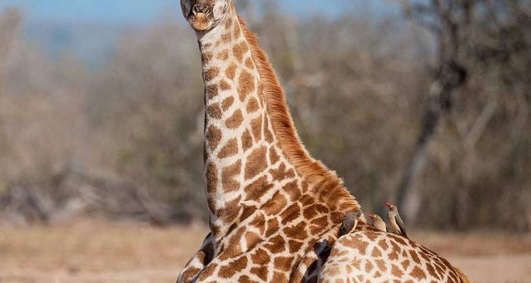 Pilanesberg Wildlife Safari - Amatungulu Tour 9