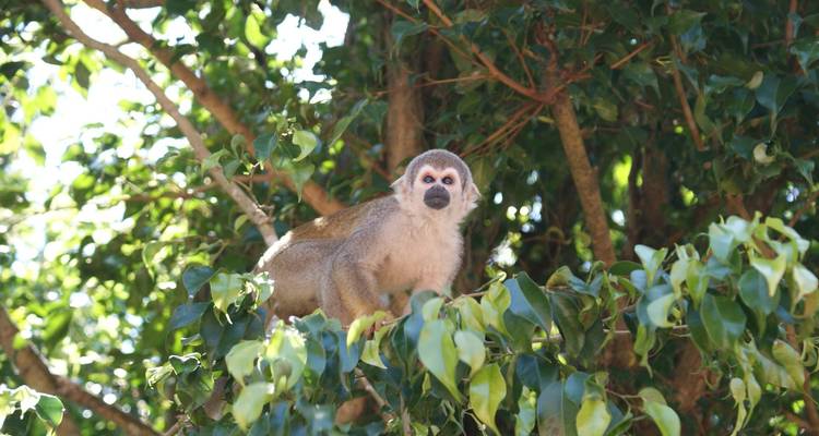 South American Odyssey with Amazon & Peru - Globus 10