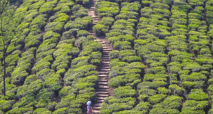 Serene Nilgiris: Ooty and Coonoor Discovery Tour - Agora Voyages OPC Pvt Ltd 1