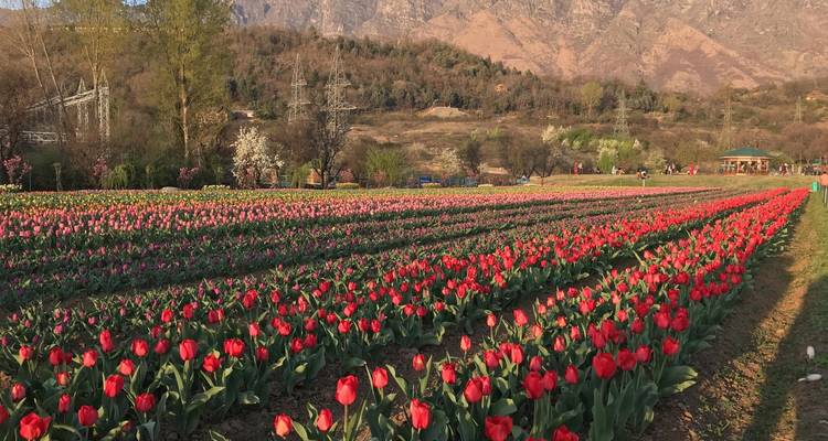 Un grand champ de tulipes éclatantes sur fond de montagnes.