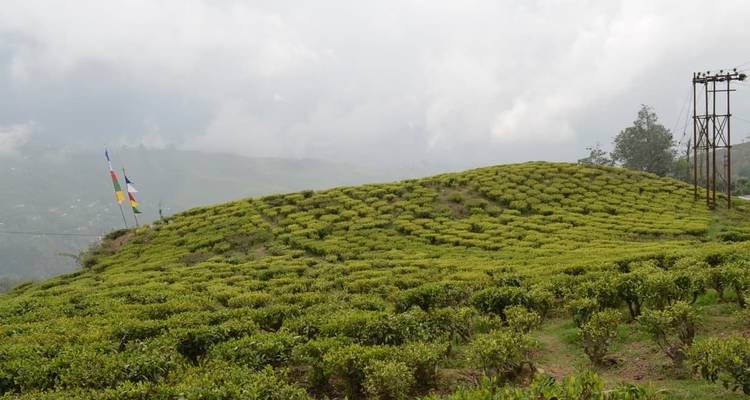 Tea plantation on a hillside with mist in the background.