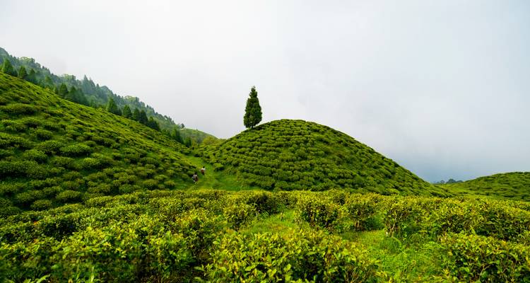 Lush green tea plantation with a single tree on a mound.