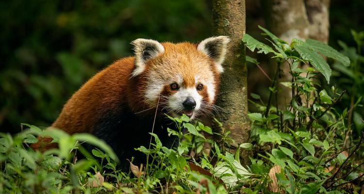 A red panda in a forested area, surrounded by greenery.