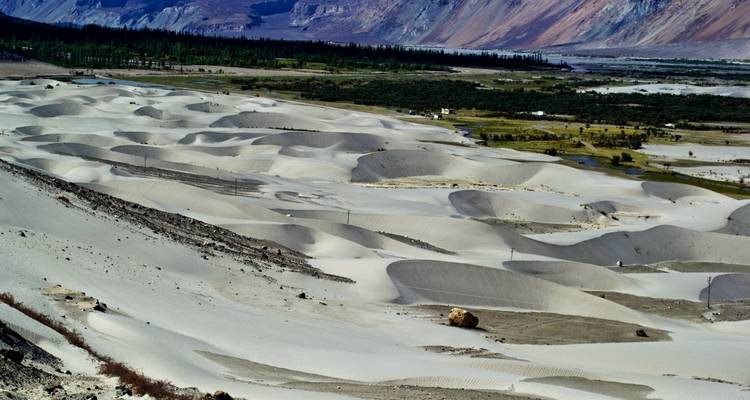 Weite Wüstenlandschaft mit Sanddünen und spärlicher Vegetation.