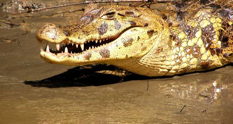 4 days 3 nights – Peruvian Tambopata Jungle - PVTravels 6