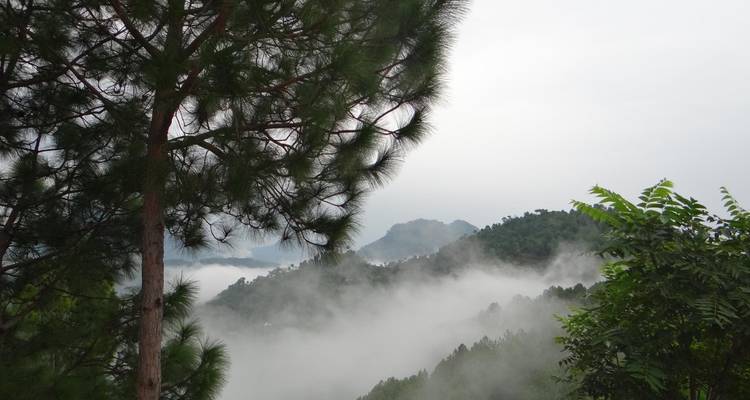 Paisaje de bosque brumoso con vegetación exuberante y árboles altos.
