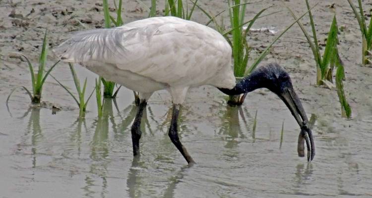 A bird catching a fish in shallow water.