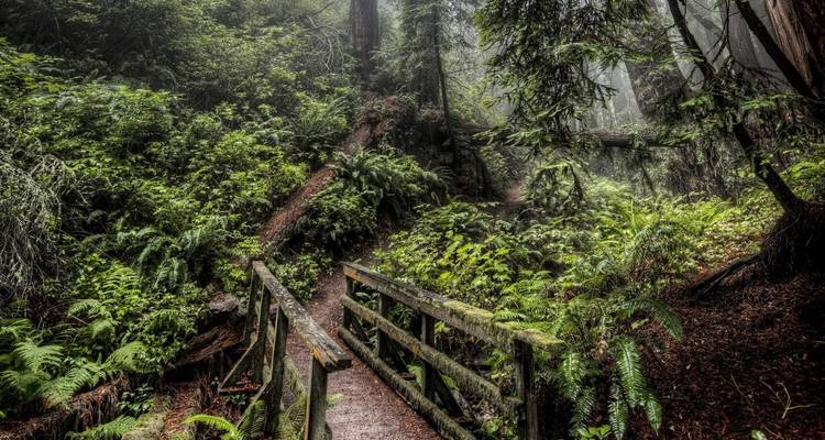 A wooden bridge in a lush green forest.