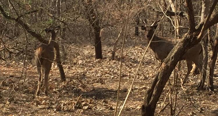 Rajkot to Gir National Park Wildlife Expedition - Agora Voyages OPC Pvt Ltd 3