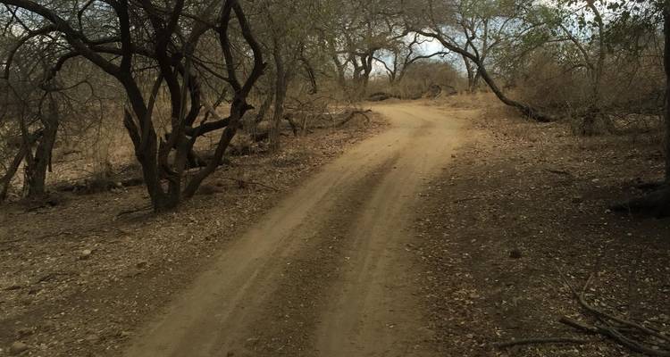 Rajkot to Gir National Park Wildlife Expedition - Agora Voyages OPC Pvt Ltd 4