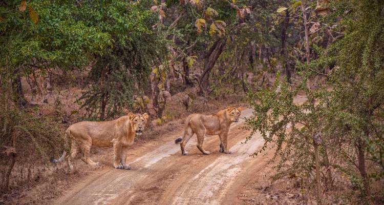 Dos leones jóvenes caminando por un camino de tierra flanqueado por bosque.