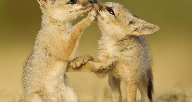 Deux petits renards qui interagissent de manière ludique.