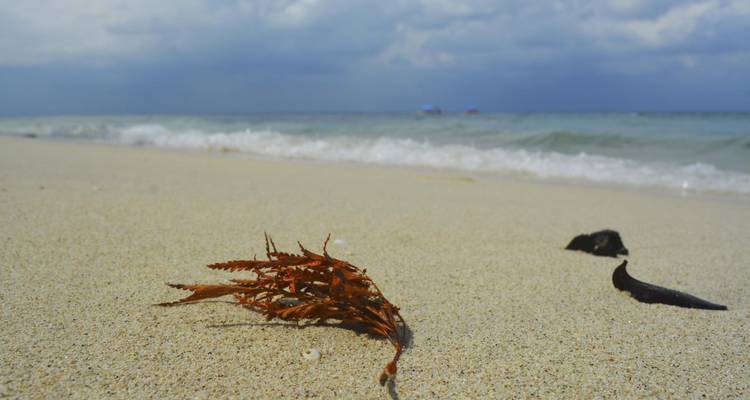 Andaman Serenity Escape: A Beach Paradise Voyage - Agora Voyages OPC Pvt Ltd 3