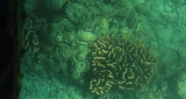 Andaman Serenity Escape: A Beach Paradise Voyage - Agora Voyages OPC Pvt Ltd 8