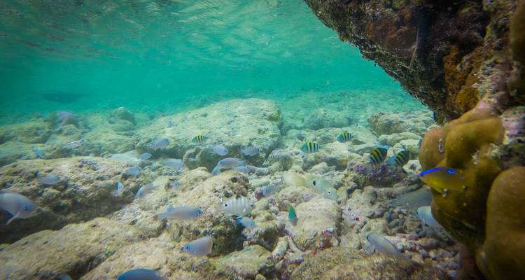 Andaman Serenity Escape: A Beach Paradise Voyage - Agora Voyages OPC Pvt Ltd 10