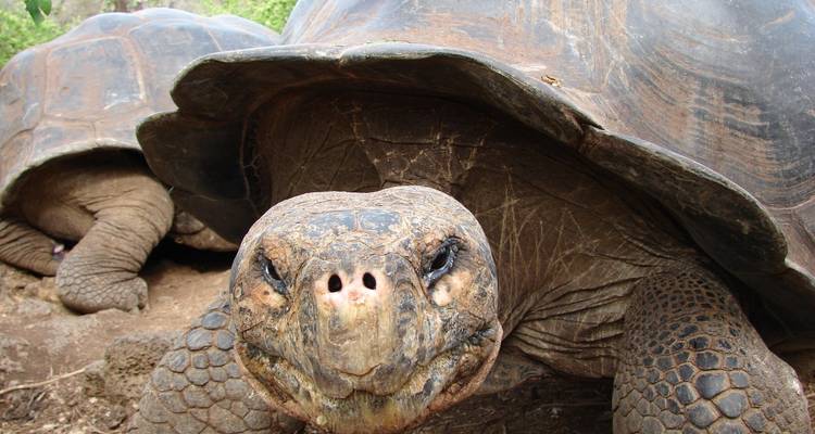 Croisière aux Galápagos - Îles centrales et occidentales en 5 jours à bord du Monserrat - A - Via Natura Ecuador 9