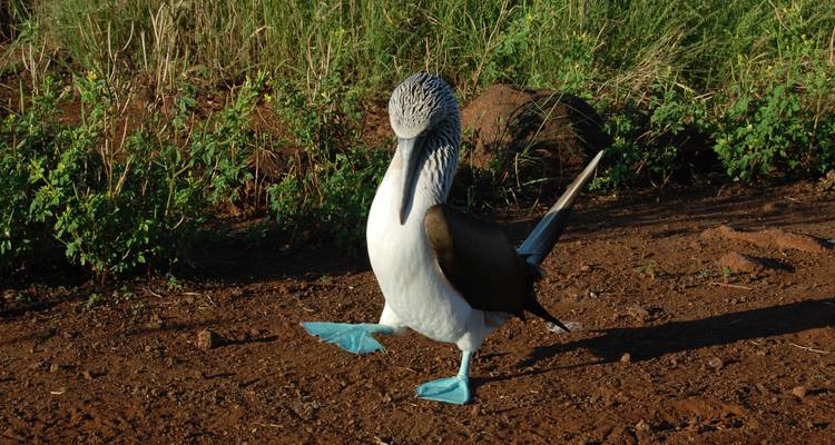 Circuit découverte des galapagos - 4 nuits/5 jours
 - Via Natura Ecuador 1
