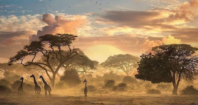 Sonnenuntergang über einer Savanne mit Giraffen und Akazien.