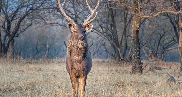 Sambar deer in the forest.