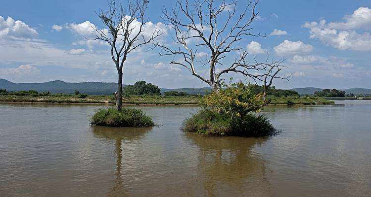 Árboles y arbustos dispersos en una isla fluvial.