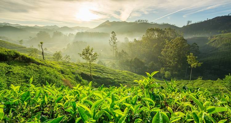 Exuberantes plantaciones de té verde con montañas al fondo.