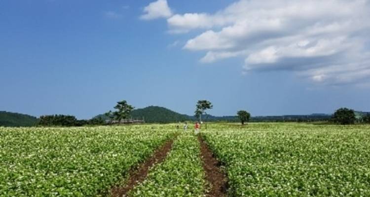 Visite de la Corée du sud en un coup d'oeil - Tweet World Travel 3