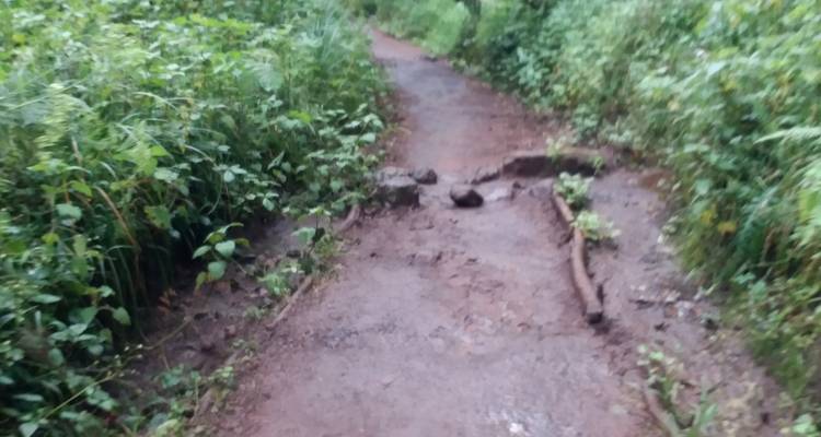 Blurry image of a forest trail.