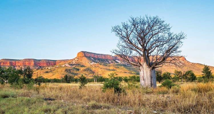 Einsamer Affenbrotbaum mit bergiger Kulisse bei Sonnenuntergang.