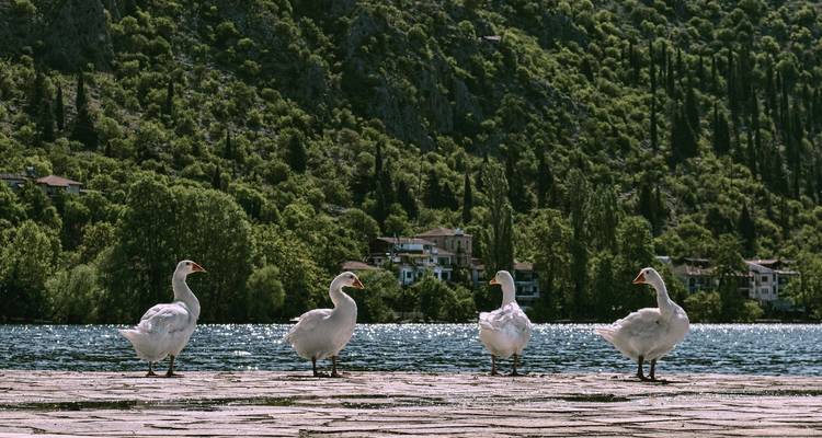 Vier ganzen die bij een meer staan met heuvels op de achtergrond.