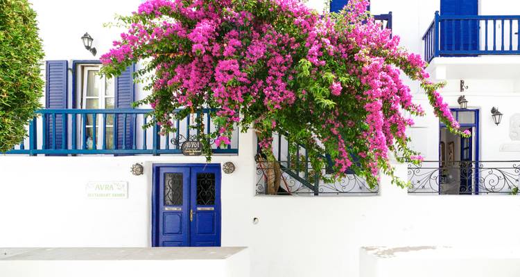Bâtiment blanc avec des fleurs roses et des portes bleues.