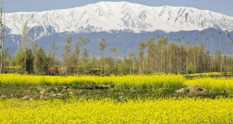 Feld mit gelben Blumen und schneebedeckten Bergen im Hintergrund.