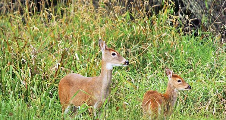 Two deer standing in tall grass.
