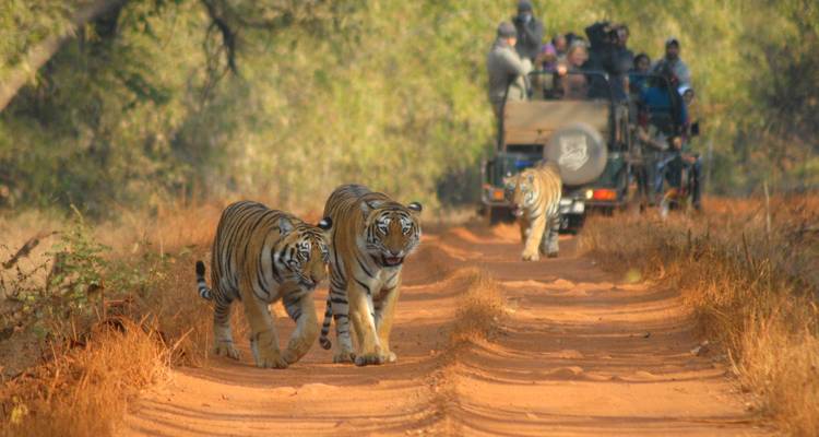 Two tigers walking on a dirt path while tourists observe from a vehicle.