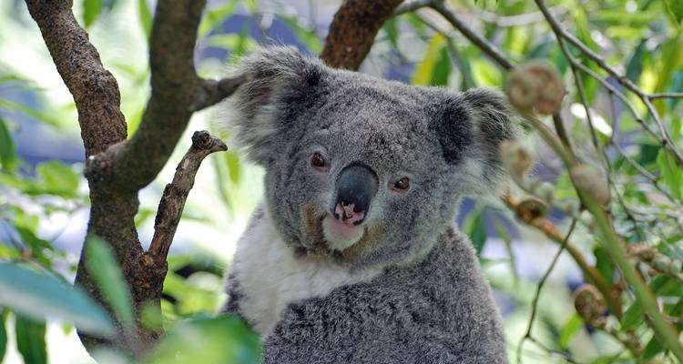 Close-up of a koala sitting in a tree.