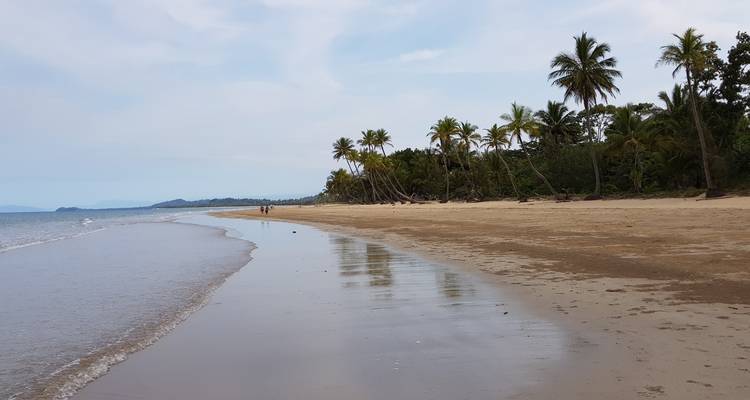 A tranquil beach scene with palm trees lining the shore and gentle waves.