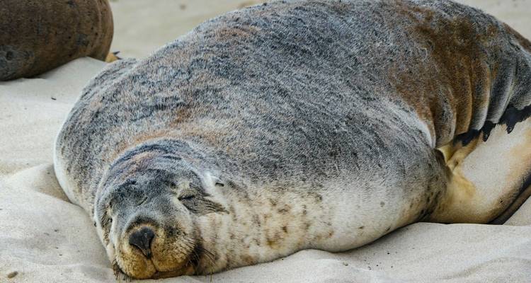 Phoque endormi sur le sable à Kangaroo Island.