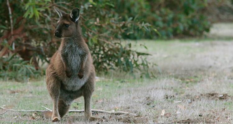 Kangourou debout dans une zone herbeuse entourée d'arbres.