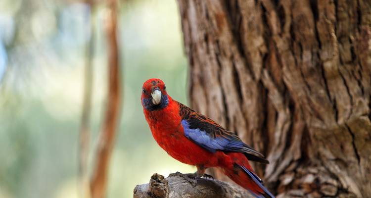 Perroquet coloré perché sur une branche contre un tronc d'arbre.