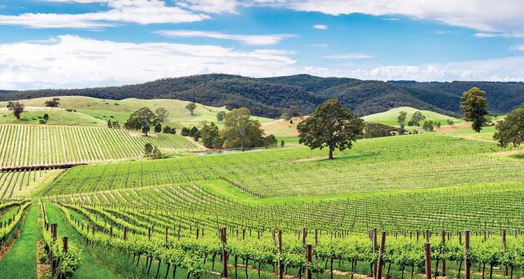 A scenic view of a lush green vineyard with rolling hills in the background.