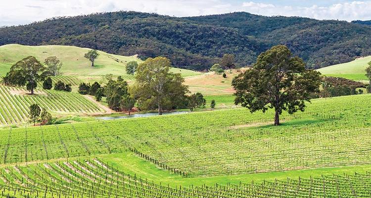 Des rangées de vignes verdoyantes s'étendant à perte de vue à travers des collines ondulantes parsemées d'arbres et d'un petit étang, sur fond de montagnes couvertes de forêts sous un ciel lumineux.